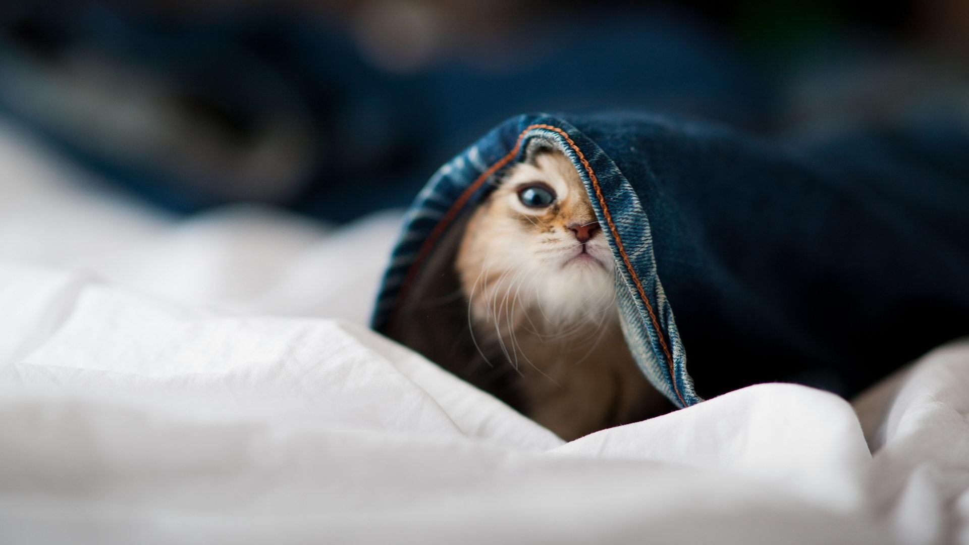 朱婷伤后首次亮相状态稳中有升，朱婷 伤