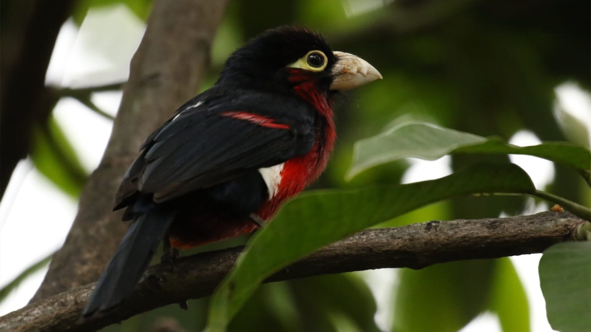 诺埃·庞蒂技术动作细腻无瑕疵,庞德诺威
